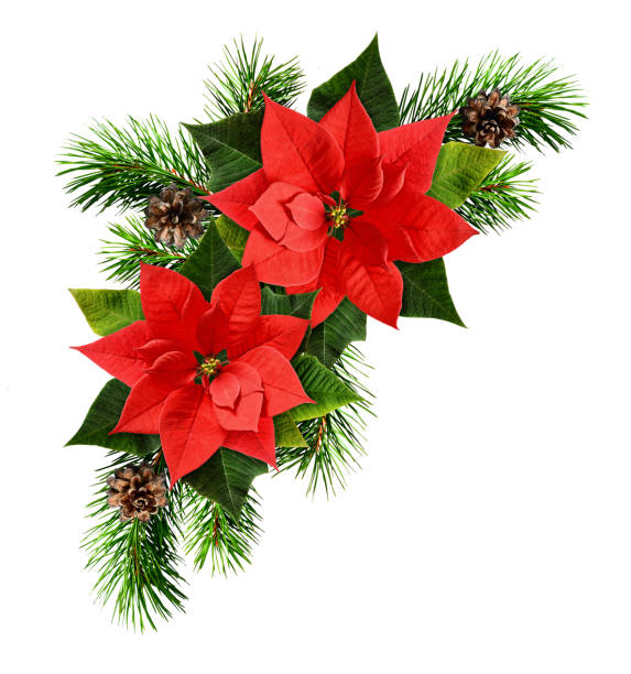 istock Red poinsettia flowers and fir-tree branches 838071084