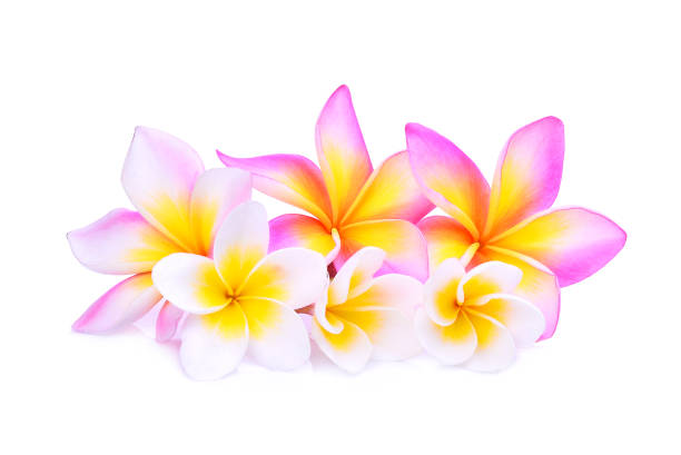 istock pink frangipani or plumeria (tropical flowers) isolated on white background 838074246