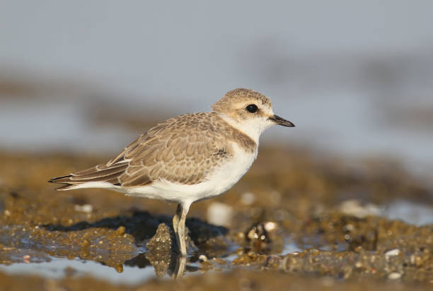 istock A young kentish plover close up photo. 838074614