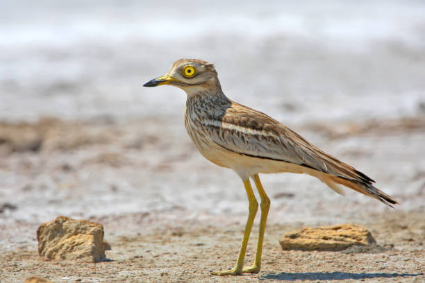 portret kamiennego curlewa - stone curlew zdjęcia i obrazy z banku zdjęć