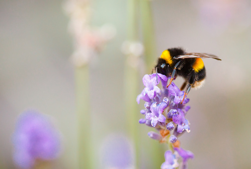 Bee on purple lilac close up