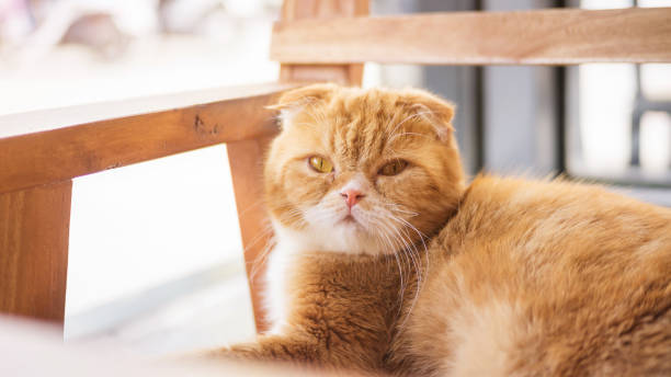 istock Red cat sitting on a wooden chair. 838075738