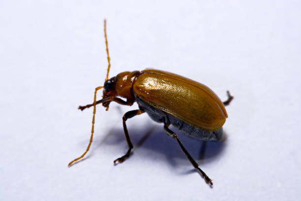 istock Macro / close-up insect red beetle on white background clay 838078118