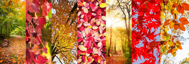 istock Autumn leaves and nature landscapes panoramic collage, fall concept 838078364