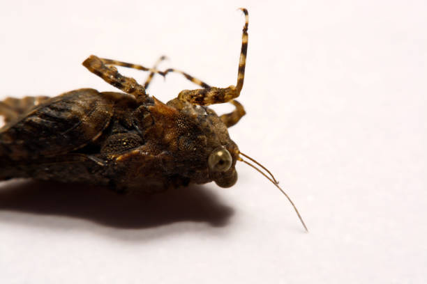 istock Macro / Close-up of Grasshopper on a white backing surface. 838078568