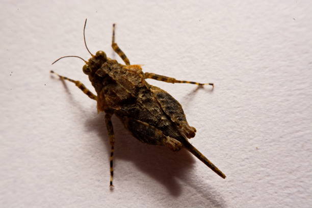 istock Macro / Close-up of Grasshopper on a white backing surface. 838078574