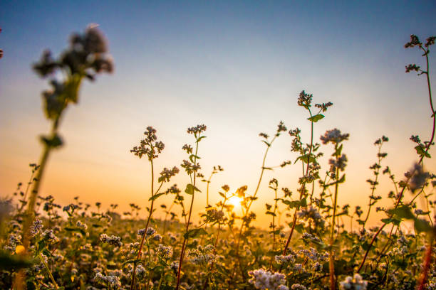 On the meadow of buckwheat