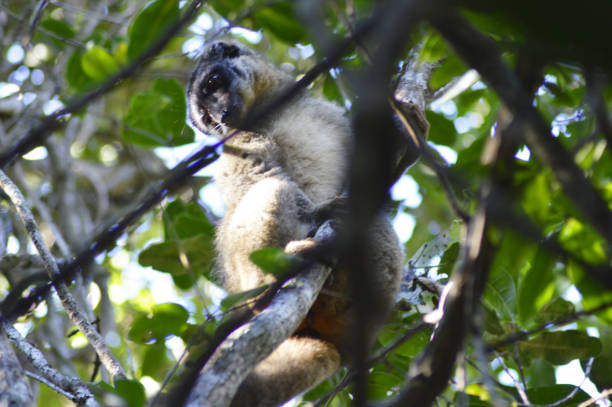 Wild tawny lemur The Tawny Lemur or Brown Lemur or Brown Maki (lemuriform primate belonging to the family Lemuridae). Eulemur Fulvus in the wild in the Forest of Ankafobe, Ankazobe District, Analamanga Region, Antananarive Madagascar. espèces en danger stock pictures, royalty-free photos & images