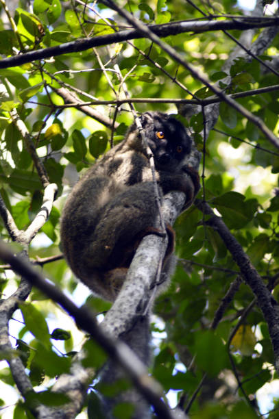 Wild tawny lemur The Tawny Lemur or Brown Lemur or Brown Maki (lemuriform primate belonging to the family Lemuridae). Eulemur Fulvus in the wild in the Forest of Ankafobe, Ankazobe District, Analamanga Region, Antananarive Madagascar. espèces en danger stock pictures, royalty-free photos & images