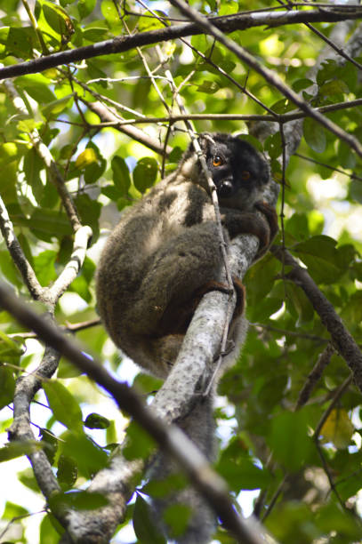 Male wild tawny lemur The Tawny Lemur or Brown Lemur or Brown Maki (lemuriform primate belonging to the family Lemuridae). Eulemur Fulvus in the wild in the Forest of Ankafobe, Ankazobe District, Analamanga Region, Antananarive Madagascar. espèces en danger stock pictures, royalty-free photos & images