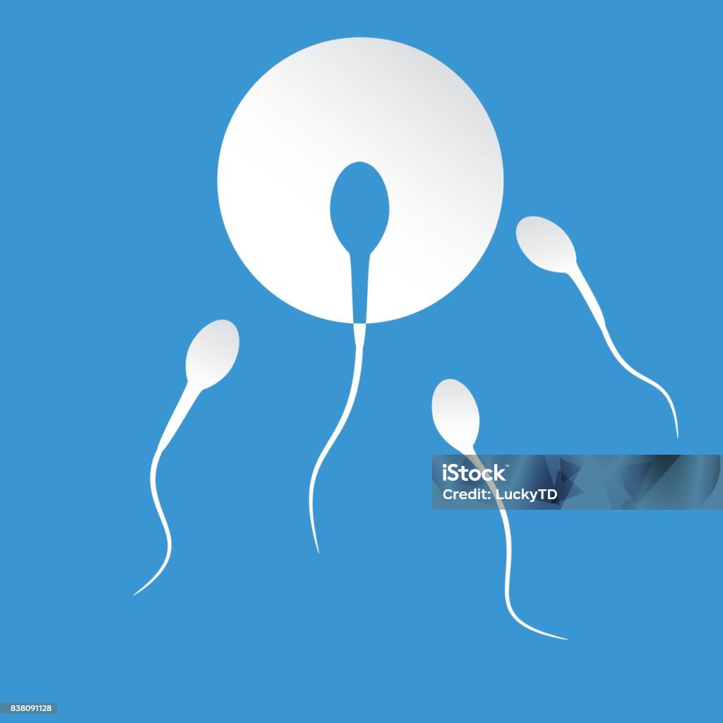 Human sperm cell and male fertility Sperm stock vector