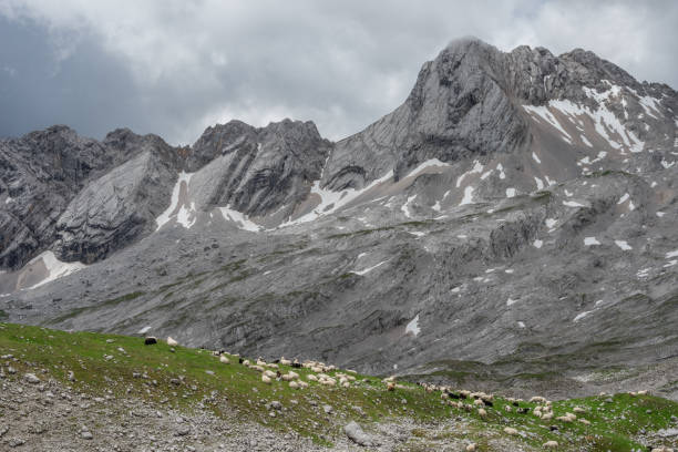le montagne delle alpi in baviera, germania - jumbuck foto e immagini stock