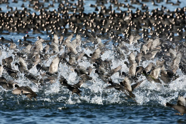 istock The panic in big flock of eurasian coot. 838093866