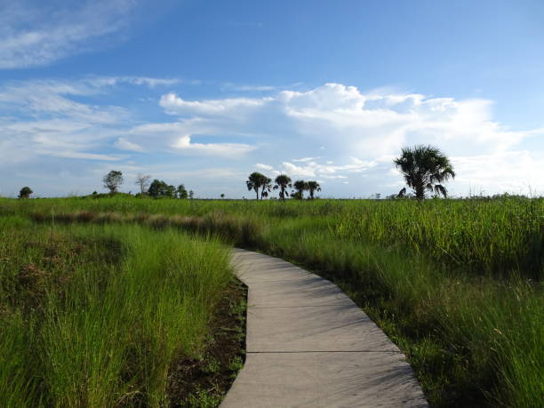 istock hiking trail in the Everglades 838094026