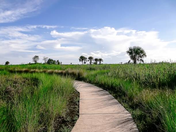 istock hiking trail in the Everglades 838094700