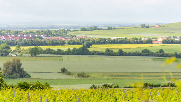 istock winegrowing around Loerzweiler 838095042