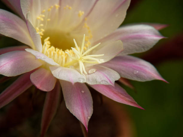 istock White flower of a cactus 838096038