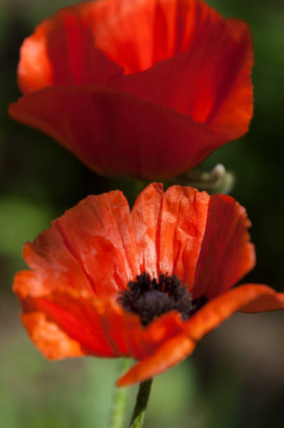 istock poppy. a herbaceous plant with showy flowers 838096484