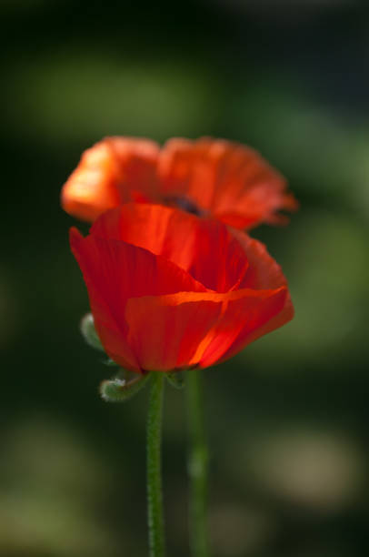 istock poppy. a herbaceous plant with showy flowers 838096558