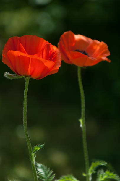 istock poppy. a herbaceous plant with showy flowers 838096568