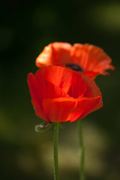 istock poppy. a herbaceous plant with showy flowers 838096576
