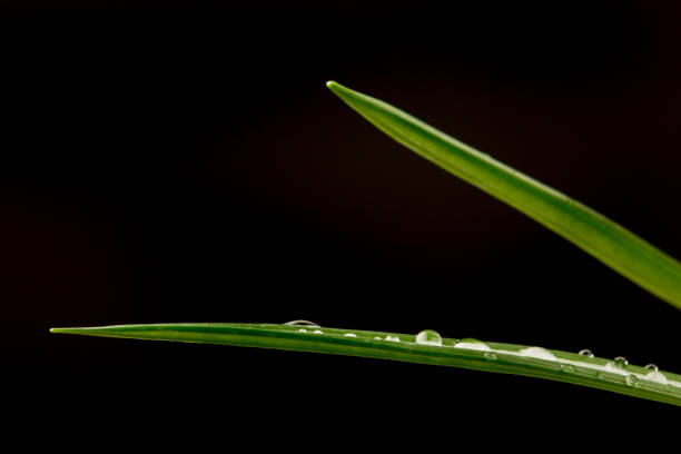 istock Green fresh grass with dew drops, macro view on black background 838096710