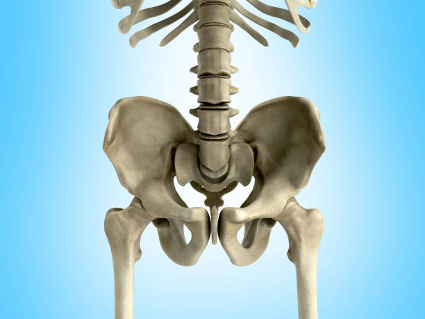 istock 3D rendering medical illustration of the pelvis bone on grey 838102966