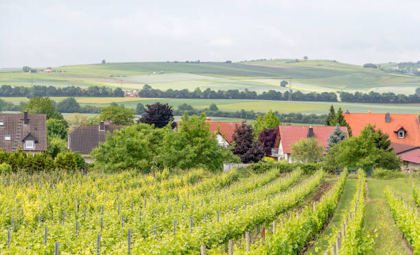 istock winegrowing around Loerzweiler 838103510