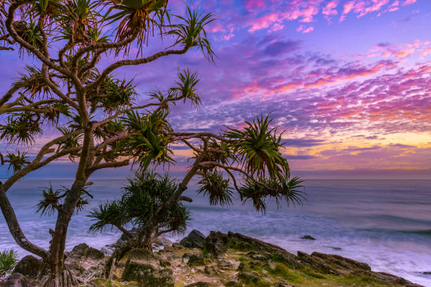 lever du soleil et pandanus palm - cabarita beach photos et images de collection