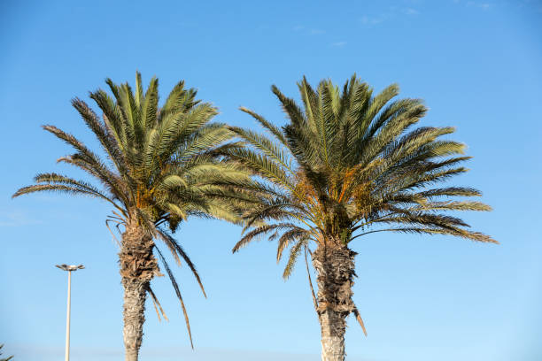 istock An image of  palm tree in the blue sunny sky 838106962