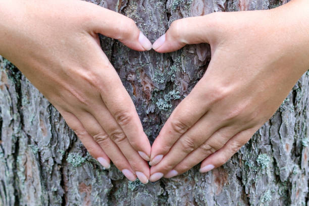 istock Female hands making heart shape on the background of a tree trunk 838107318