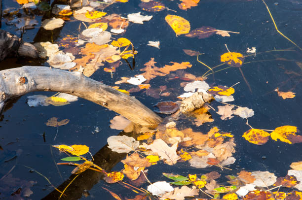istock Texture, background. The leaves from the trees fell into the pond, autumn 838116054