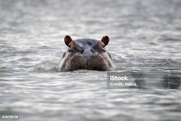 Hippopotamus Head Sticking Out Of Water Hippo In Water Stock Photo - Download Image Now