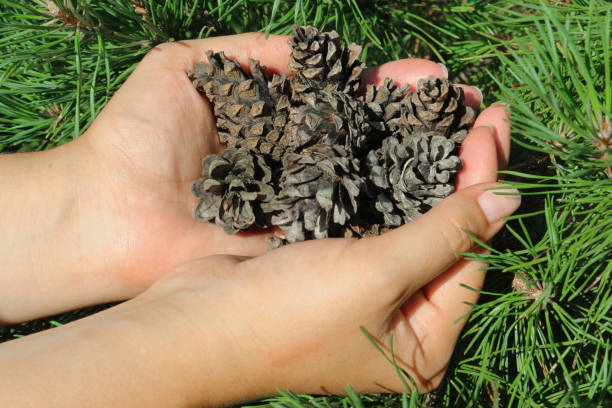 istock Fir cones in hands on a background of fir branches. 838126244