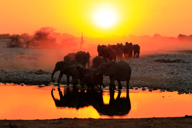 istock Elephants silhouette sunset big 5 safari Etosha wildlife reflection water 838127952