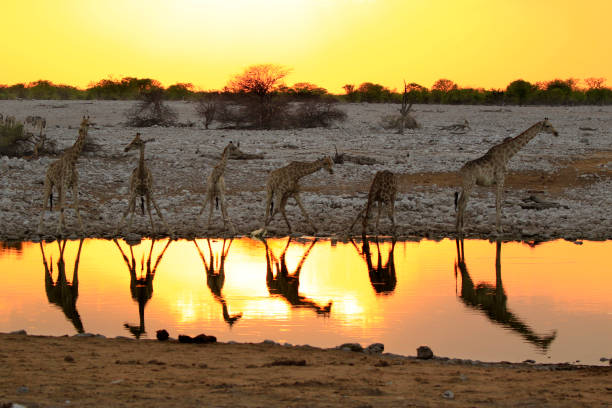istock Giraffe waterhole reflection sunset wildlife safari Africa sky 838127962