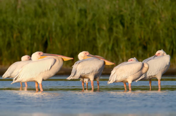 istock Flock of white pelicans rest in soft evening light. 838134314