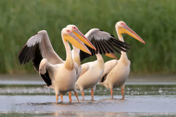 istock Flock of white pelicans rest in soft evening light. 838134338