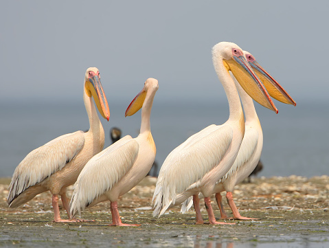 Group of white pelicans close up.