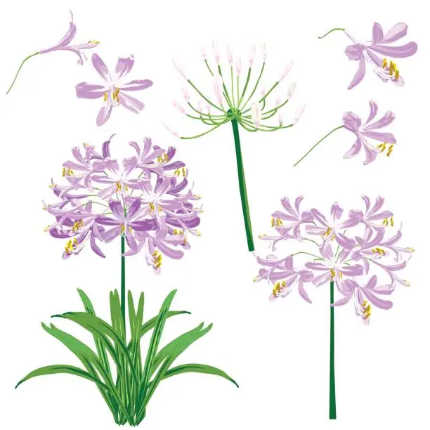 Vector illustration of Purple agapanthus flower spring for object.
