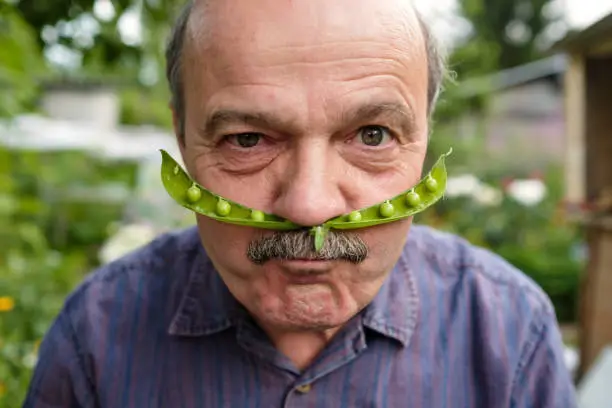 Photo of An elderly man is fooling around. He holds a pea pod near his face like a mustache