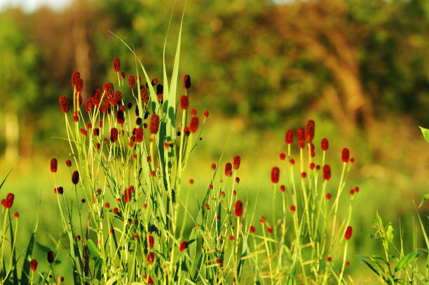 sanguisorba officinalis. gran burnet. - rosids fotografías e imágenes de stock