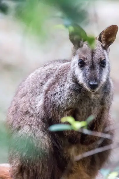 wallaby