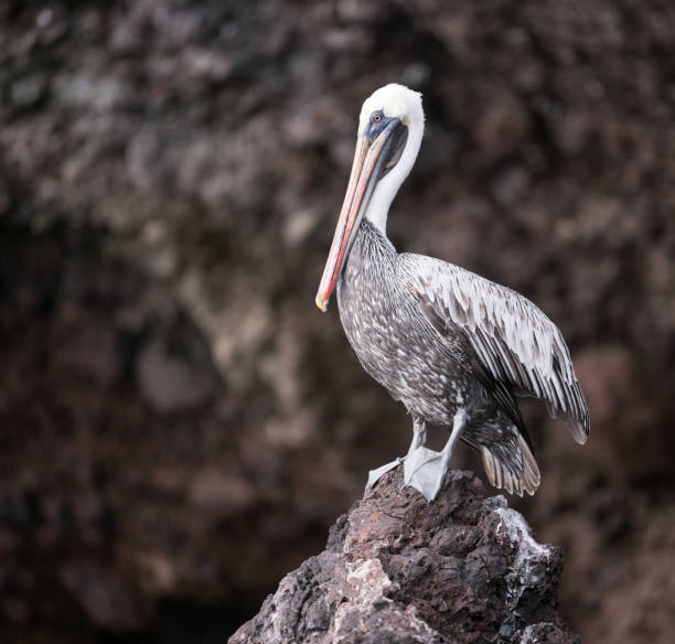 istock Pelican Hunting, Galapagos Islands, Ecuador 838150956