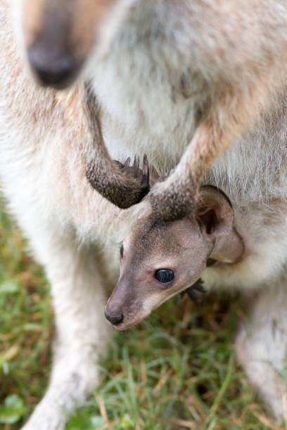 istock Red-necked Wallaby Joey 838153330