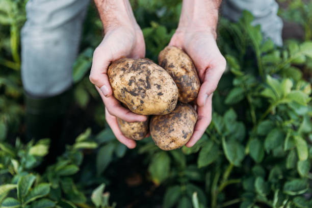 farmer holding potatoes in field close-up partial view of farmer holding ripe organic potatoes in field prepared potato photos stock pictures, royalty-free photos & images