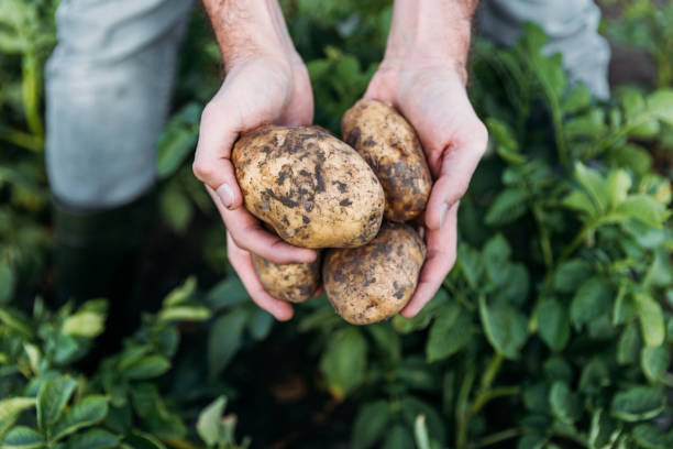 farmer holding potatoes in field close-up partial view of farmer holding ripe organic potatoes in field farmer hands stock pictures, royalty-free photos & images