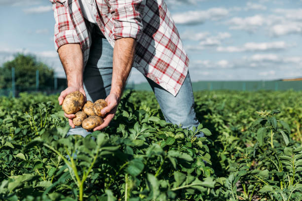 istock farmer holding potatoes in field 838165654
