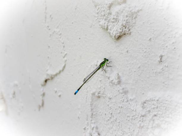 tiny dragonfly ( Ischnura senegalensis) on a white wall