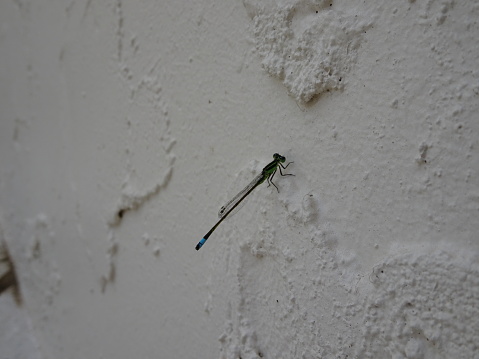 tiny dragonfly ( Ischnura senegalensis) on a white wall